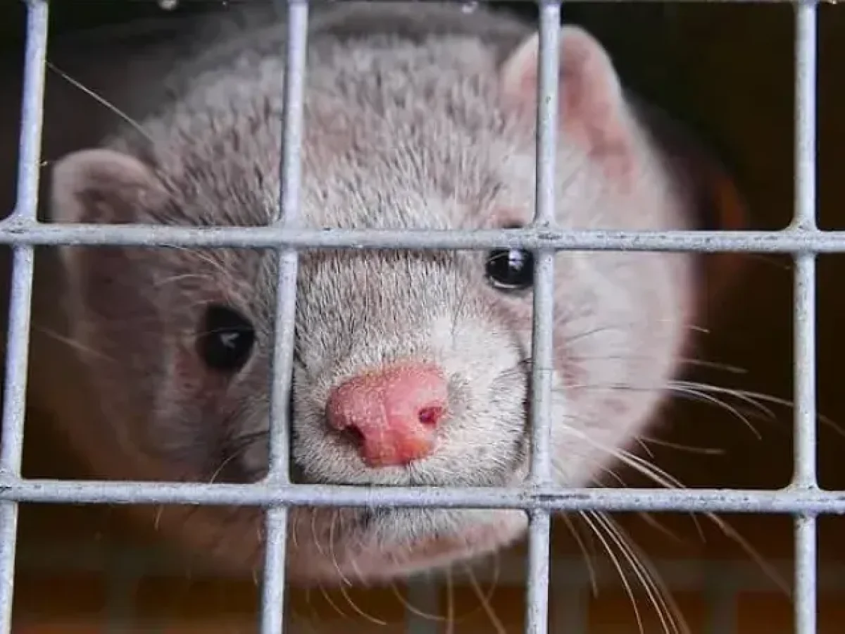 Δυτική Μακεδονία: Ο ιός της μόρβας απειλεί τη γουνοποιία – Η προγραμματική σύμβαση για πρωτόκολλο προστασίας