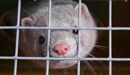 ditiki-makedonia-o-ios-tis