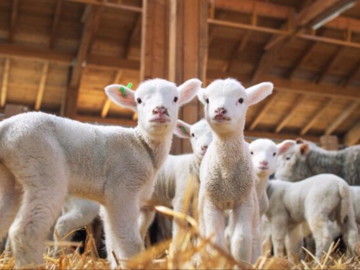 Δυτική Μακεδονία: Σήμα εξόδου από τα μέτρα ευλογιάς – Κρίσιμες οι επόμενες εβδομάδες για την ανάκαμψη του κλάδου