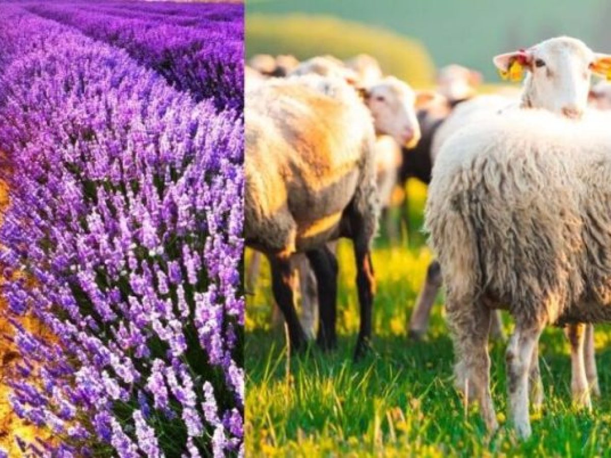 Δήμος Βοΐου: Έγκριση μετακινήσεων αιγοπροβάτων προς άμεση σφαγή & αποζημίωση ΚΟΕ για τη λεβάντα