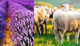 divdimos-voiou-egkrisi-metakiniseon-egoprovaton