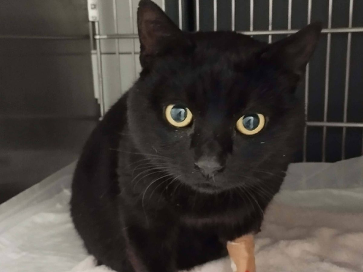 Σοβαρές καταγγελίες κατά Τσεβά & του Δήμου Ραφήνας Πικερμίου για εγκατάλειψη των αδέσποτων ζώων