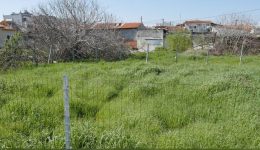 dorean-i-apokomidi-kladion-apo-ton-dimo-&Alpha;lexandroupolis