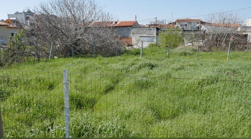 dorean-i-apokomidi-kladion-apo-ton-dimo-Αlexandroupolis-1