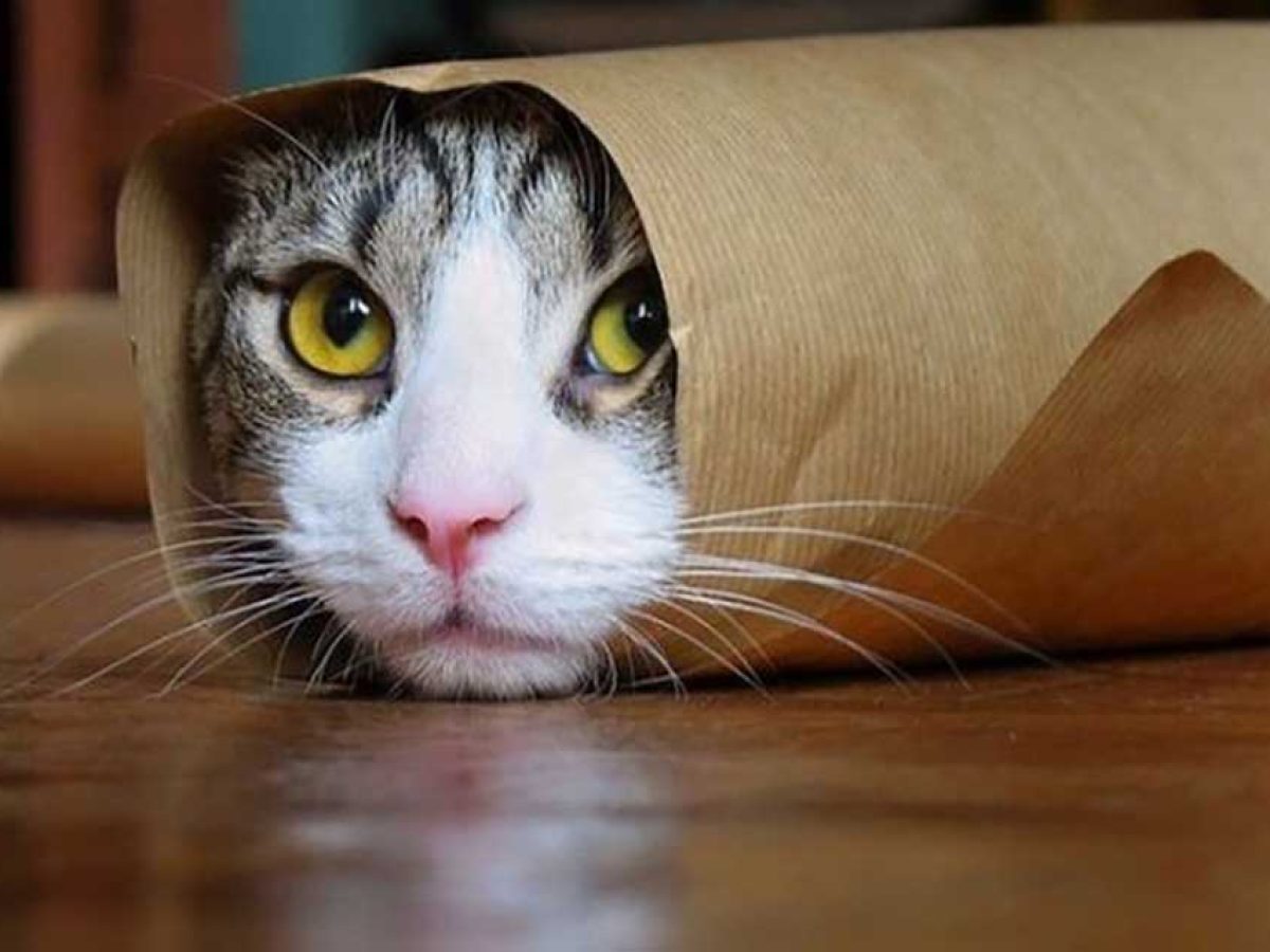 Δωρεάν στειρώσεις και ηλεκτρονική σήμανση αδέσποτων γατών με τη χορηγία της ΜΚΟ Flying Cats e.V