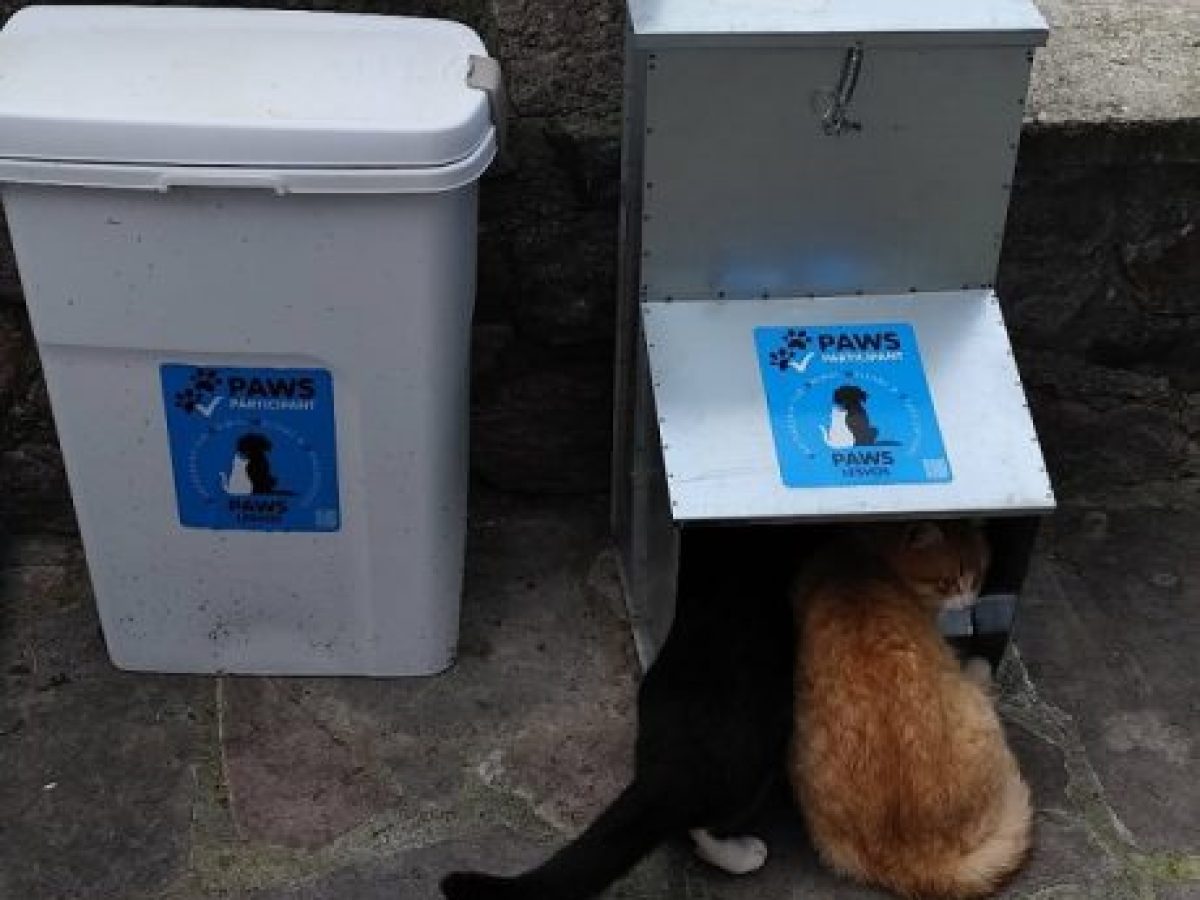 Δράση μαζικών στειρώσεων αδέσποτων ζώων από τον Δήμο Δυτικής Λέσβου