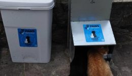 drasi-mazikon-stiroseon-adespoton-zoon