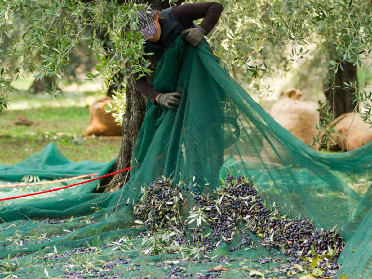 Έχουν τρελαθει:Δεν είναι επιλέξιμη δαπάνη η αγορά ελαιοδιχτων-Παρέμβαση Αντωνέλη