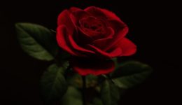 efige-apo-ti-zoi-mia-1