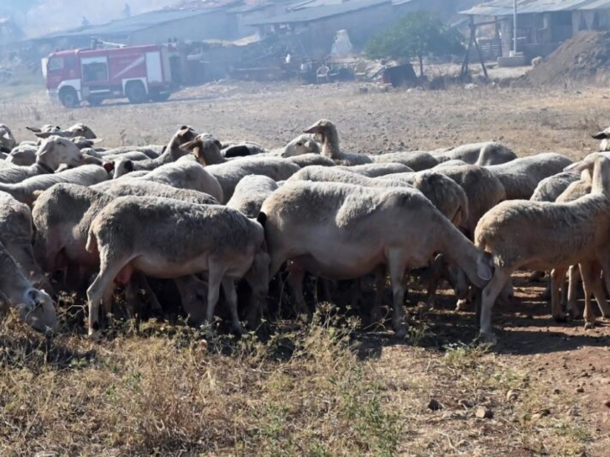 Έλεγχος μετά από εντοπισμό νεκρών προβάτων στην περιοχή Αγίου Ελευθερίου