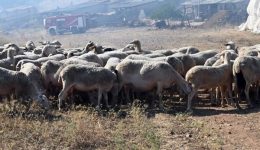 elegchos-meta-apo-entopismo-nekron