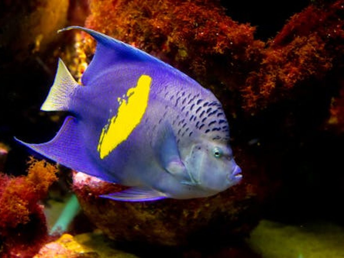 Ένα αγγελόψαρο… κόβει βόλτες στα νερά της Νότιας Κρήτης- Τι κατέγραψαν οι επιστήμονες