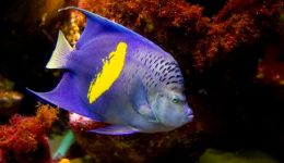 ena-angelopsaro…-kovi-voltes-sta