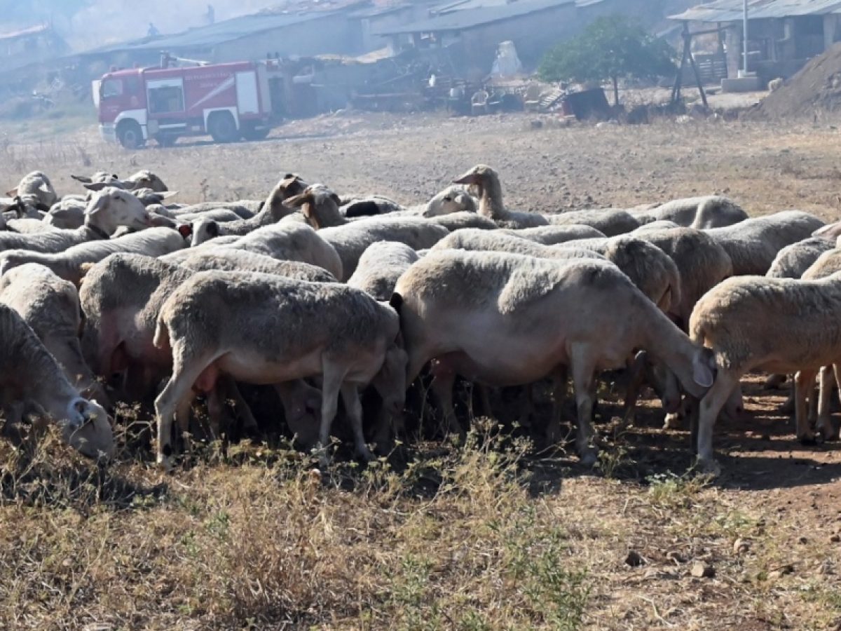 Ένα κρούσμα ευλογιάς αιγοπροβάτων στην Ευρυτανία