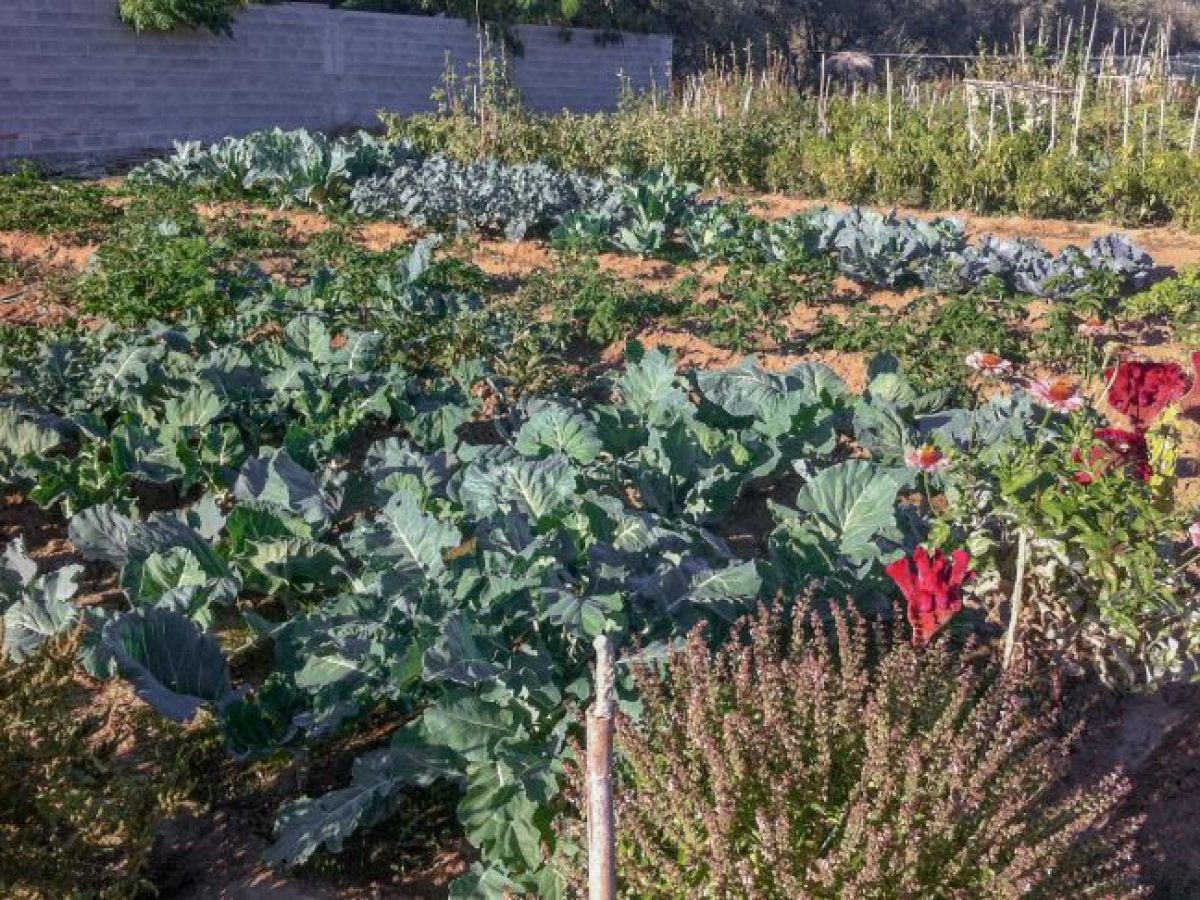 Έναρξη αιτήσεων για παραχώρηση κηποτεμαχίων στον Δημοτικό Λαχανόκηπο Αγρινίου