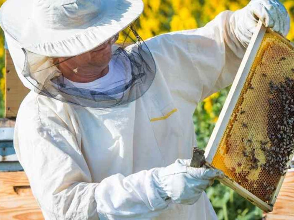 «Έναρξη υποβολής αιτήσεων για τις ενισχύσεις των δράσεων Μελισσοκομίας για το έτος 2026».