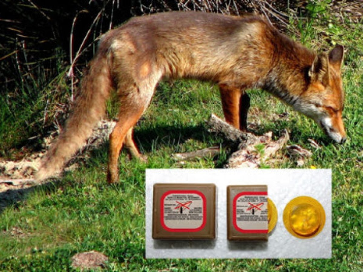 Έναρξη της 22ης εμβολιαστικής εκστρατείας των κόκκινων αλεπούδων για το πρόγραμμα επιτήρησης και καταπολέμησης της λύσσας