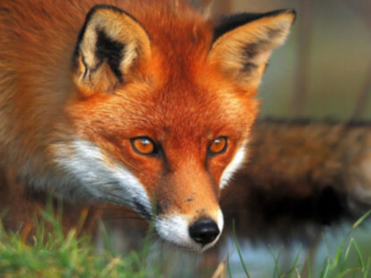 Έναρξη της 22ης εμβολιαστικής εκστρατείας των κόκκινων αλεπούδων για το πρόγραμμα επιτήρησης και καταπολέμησης της λύσσας