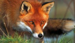 enarxi-tis-22is-emvoliastikis-ekstratias