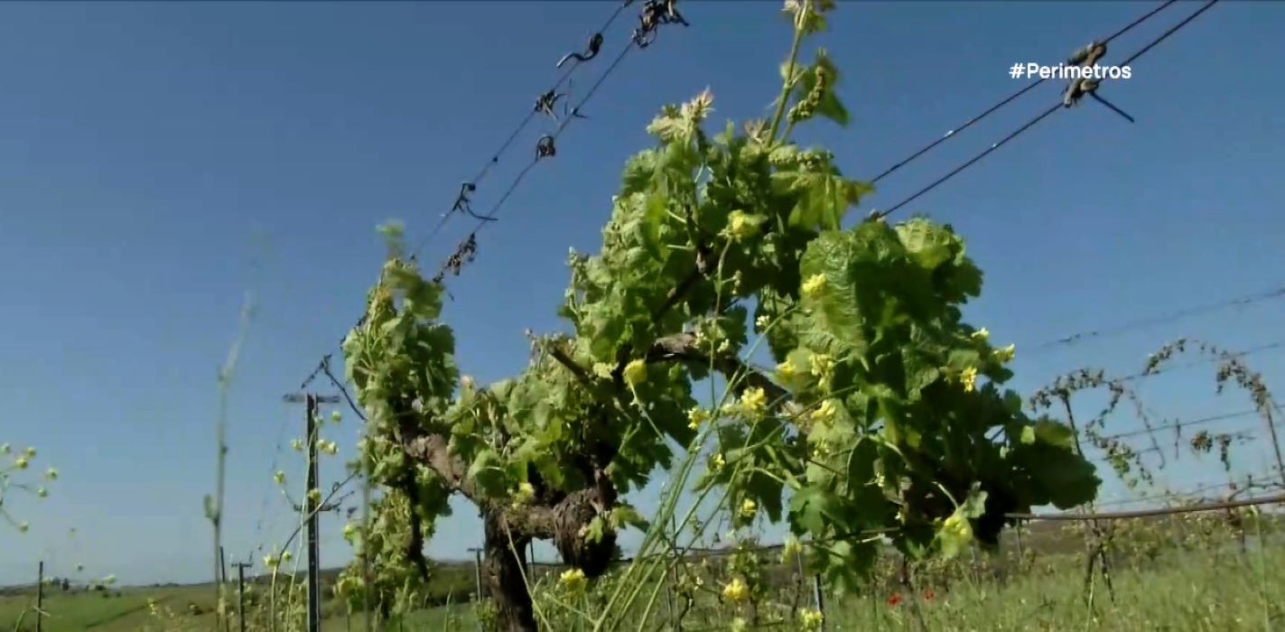 enas-xechoristos-ampelonas-ston-evro