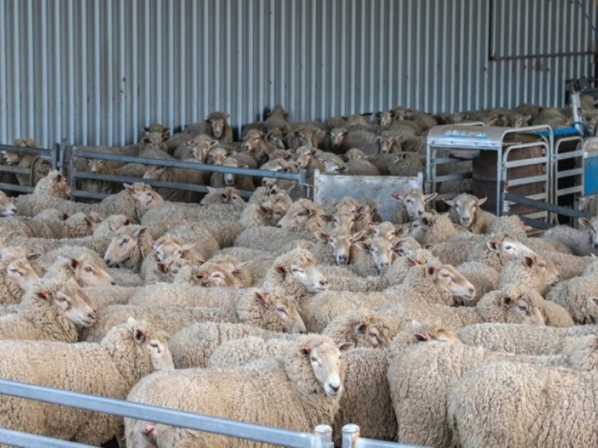 Ενεργοποίηση ευρωπαϊκού μηχανισμού για τα κρούσματα αφθώδους πυρετού