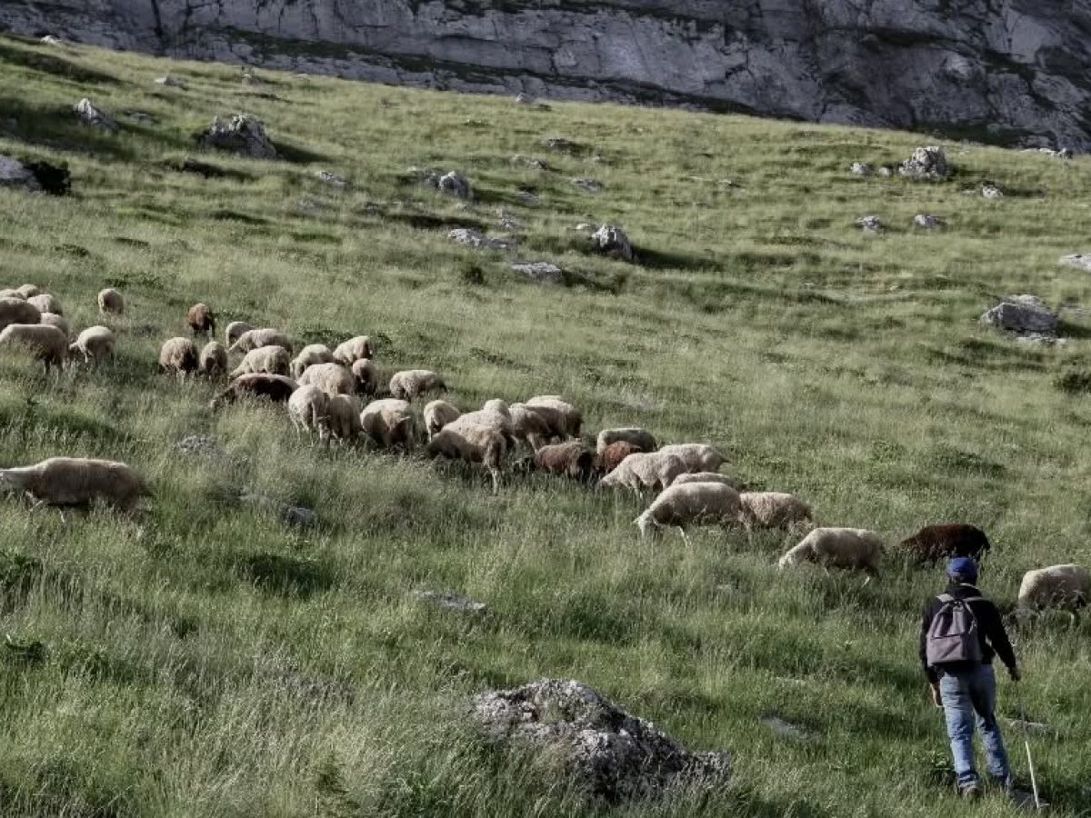 Ενημέρωση για κρούσματα από την Διεύθυνση Κτηνιατρικής της Π.Β.Α