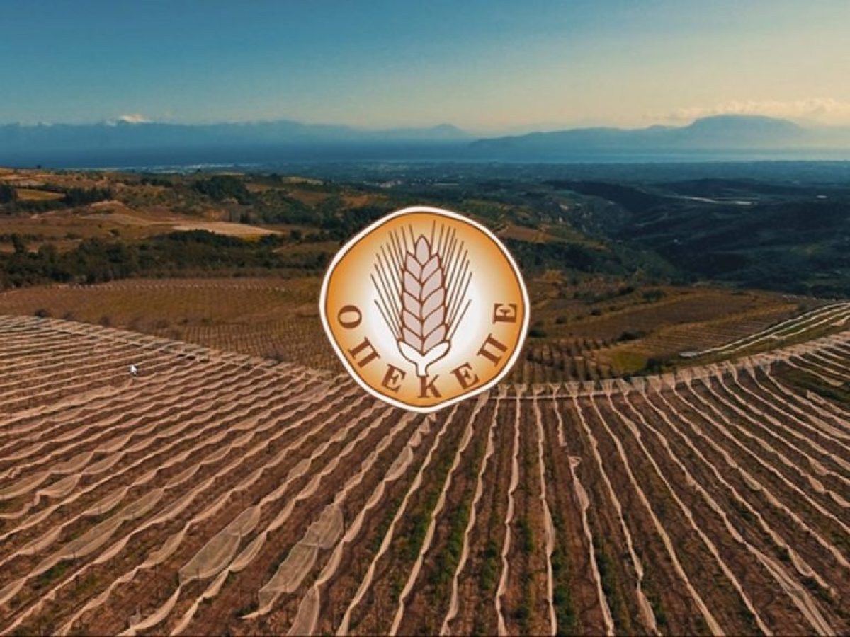 ΕΝΙΣΧΥΣΕΙΣ ΑΓΡΟΤΩΝ 2026: • 132€/εκτάριο για αμπέλια και πληρωμές 19,8 εκατ. – Ποιοι κερδίζουν χρήματα τώρα- Οι πληρωμές ΟΠΕΚΕΠΕ – ΑΑΔΕ