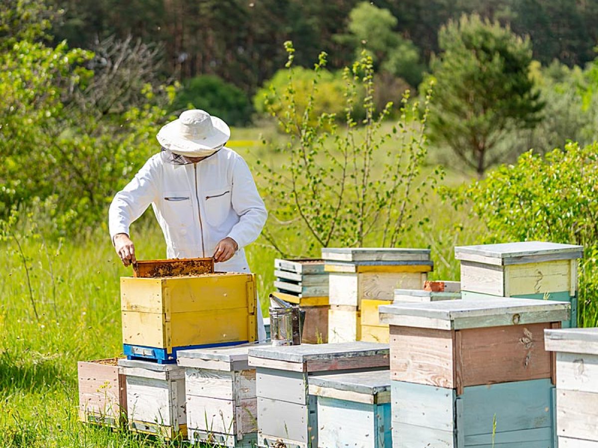 Επιδοτούμενες δράσεις μελισσοκομίας στη Δυτ. Μακεδονία