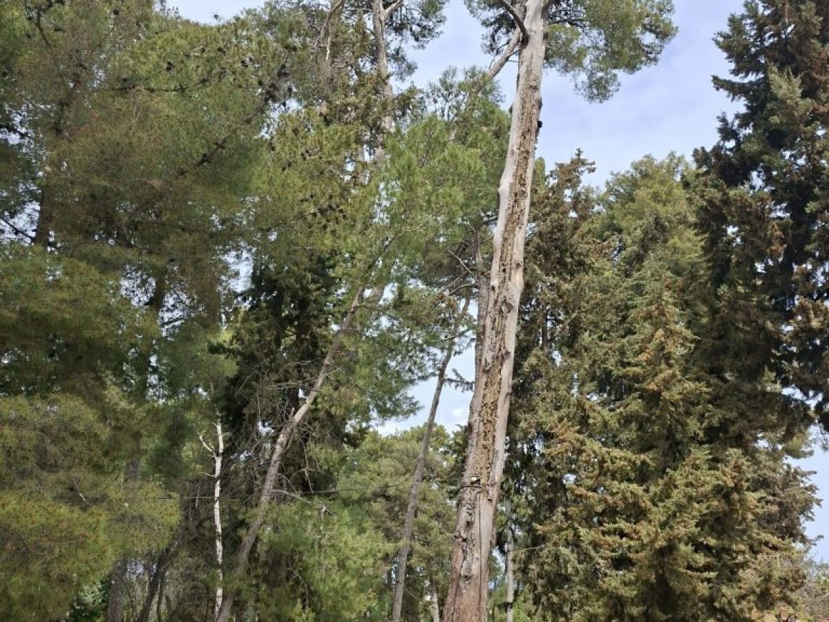 Επικίνδυνο ξερό πεύκο στον Βάμο: Ανησυχία για την ασφάλεια μαθητών