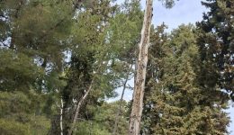 epikindino-xero-pefko-ston-vamo