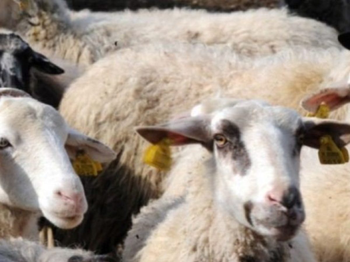Επιτρέπονται οι μετακινήσεις αιγοπροβάτων για άμεση σφαγή στη Χαλκιδική ενόψει Πάσχα με αυστηρούς όρους