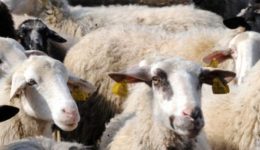 epitreponte-i-metakinisis-egoprovaton-gia