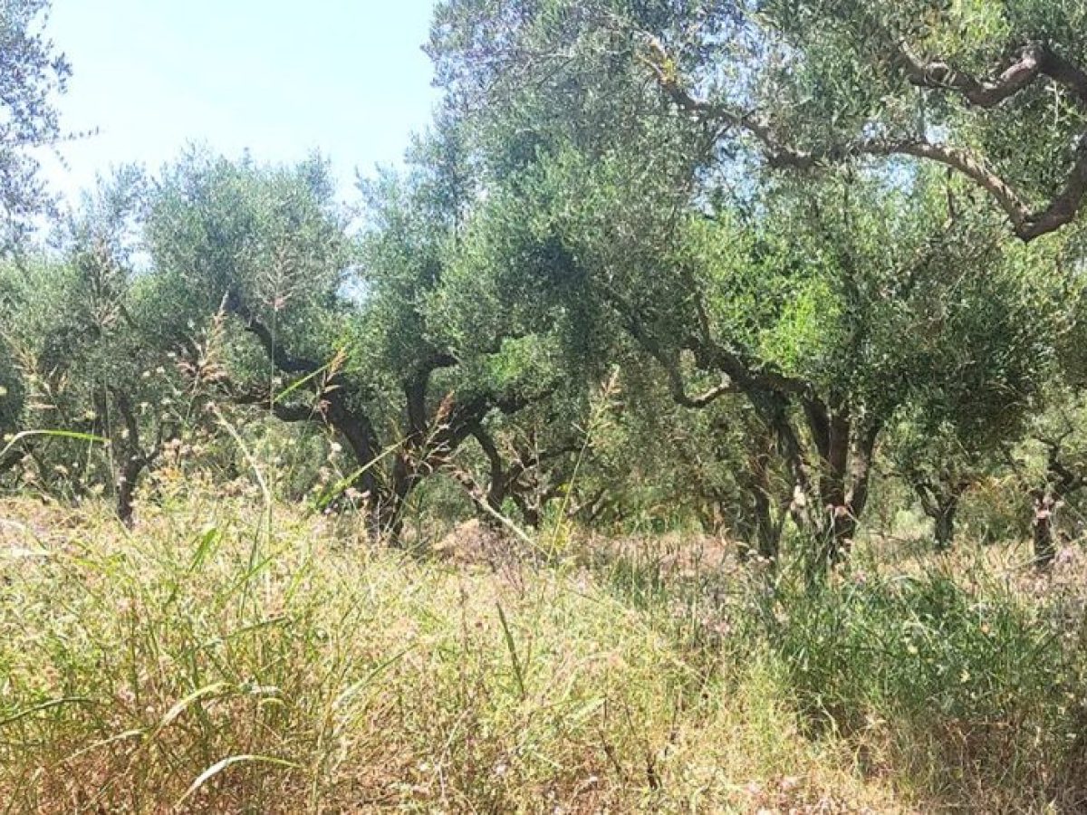 Έρχεται «έλεγχος φωτιά» στα οικόπεδα – Νέα προθεσμία και βαριά πρόστιμα