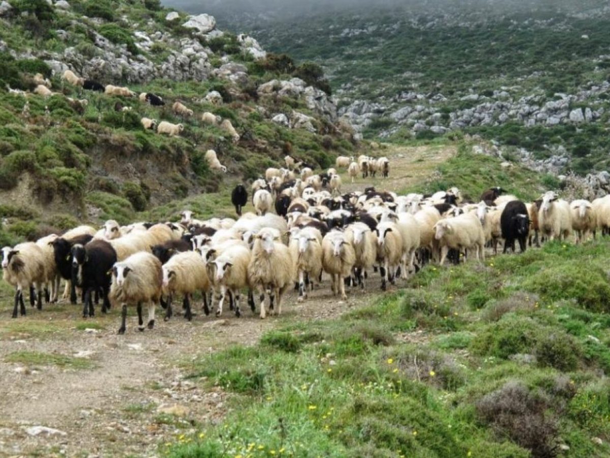 Αιτωλοακαρνανία: Πρώτη σε κρούσματα ευλογιάς αιγοπροβάτων τον Μάρτιο