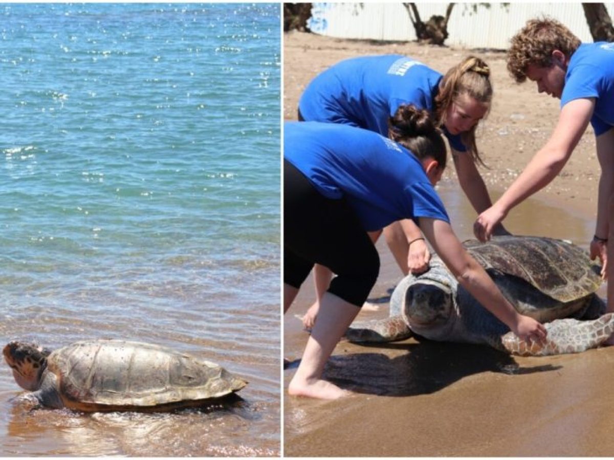 «Έβερεστ»: Η χελώνα-σύμβολο των 105 κιλών επέστρεψε στο απέραντο γαλάζιο