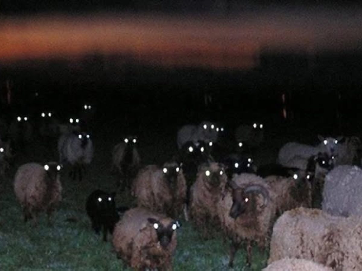 Έβγαλε μαύρα μεσάνυχτα το κοπάδι του να βοσκήσει στη Καλλονή και συνελήφθη