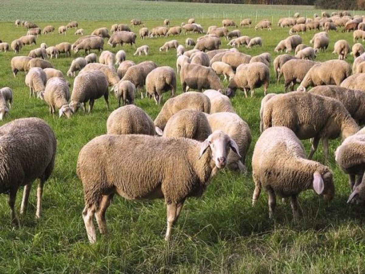 Ευλογιά αιγοπροβάτων: Σε Αχαΐα και Αιτωλοακαρνανία τα περισσότερα κρούσματα τον Μάρτιο