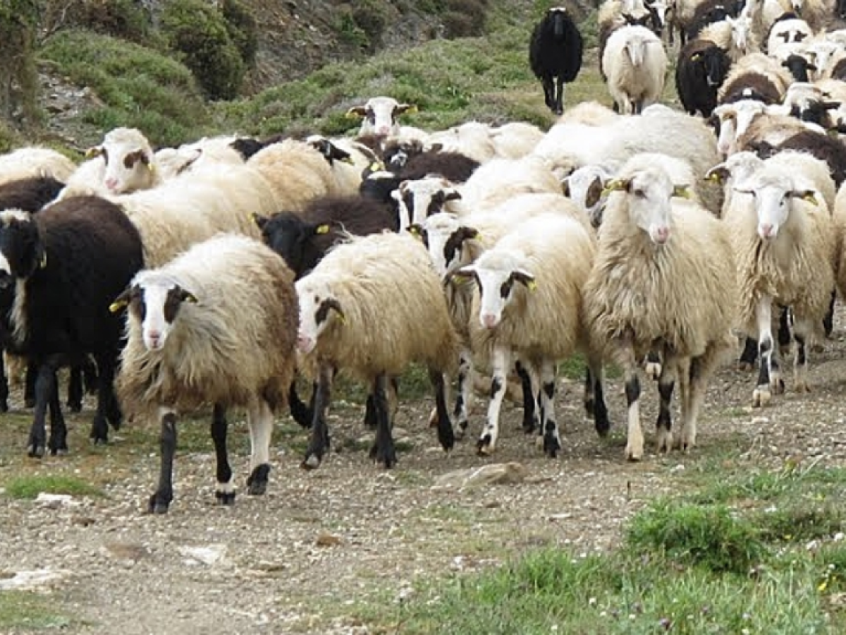 Ευλογιά: Νέα κρούσματα σε Αιτωλοακαρνανία και Ευρυτανία – Τα επικαιροποιημένα στοιχεία του ΥΠΑΑΤ