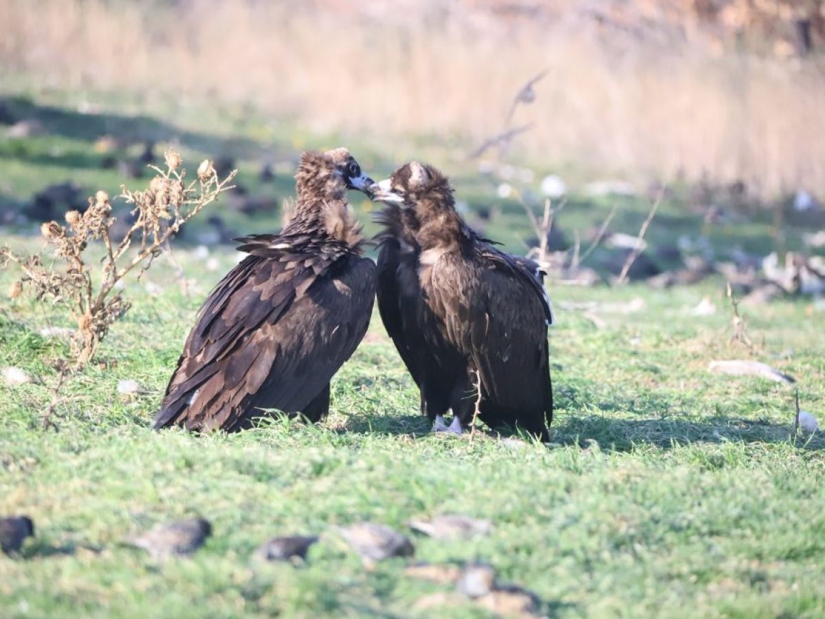 Έβρος: Δάσος Δαδιάς και Μαυρόγυπας το θέμα του 21ου Νηπιαγωγείου Σταυρούπολης σε Πανελλήνιο Διαγωνισμό Ρομποτικής
