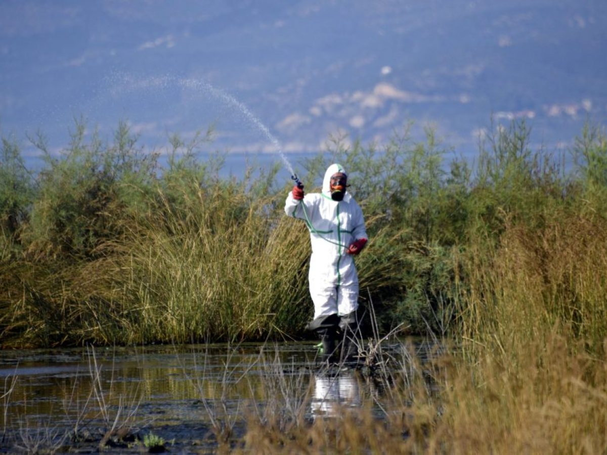 Έβρος: Σε Διδυμότειχο και νότιο τμήμα του νομού οι πρώτες εστίες προνυμφών- «Υπερκορεσμένα» εδάφη από συνεχείς βροχοπτώσεις