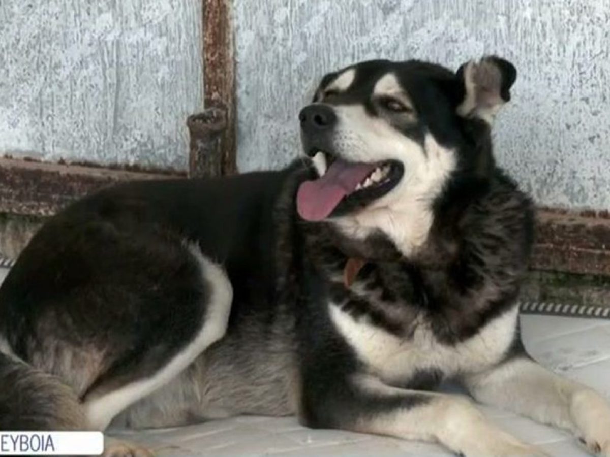 Εύβοια: Η συγκλονιστική ιστορία του Όλιβερ που ζούσε δεμένος μέσα σε ένα βαρέλι