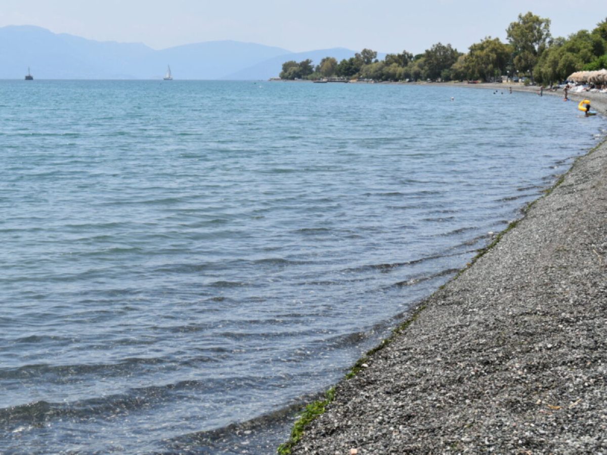 Εύβοια: “Πάρτι” δελφινιών σε παράκτια περιοχή στα Πολιτικά