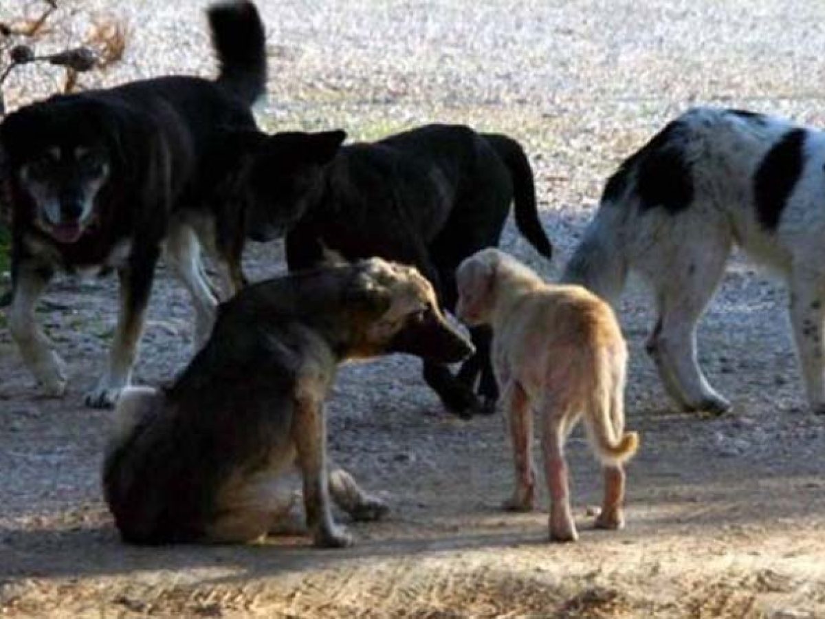 Φαλιμέντο “βάρεσε” ο Δήμος Ραφήνας Πικερμίου για τα άστεγα ζώα!