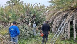 finikodasos-vai-Αnisichia-gia-to-1