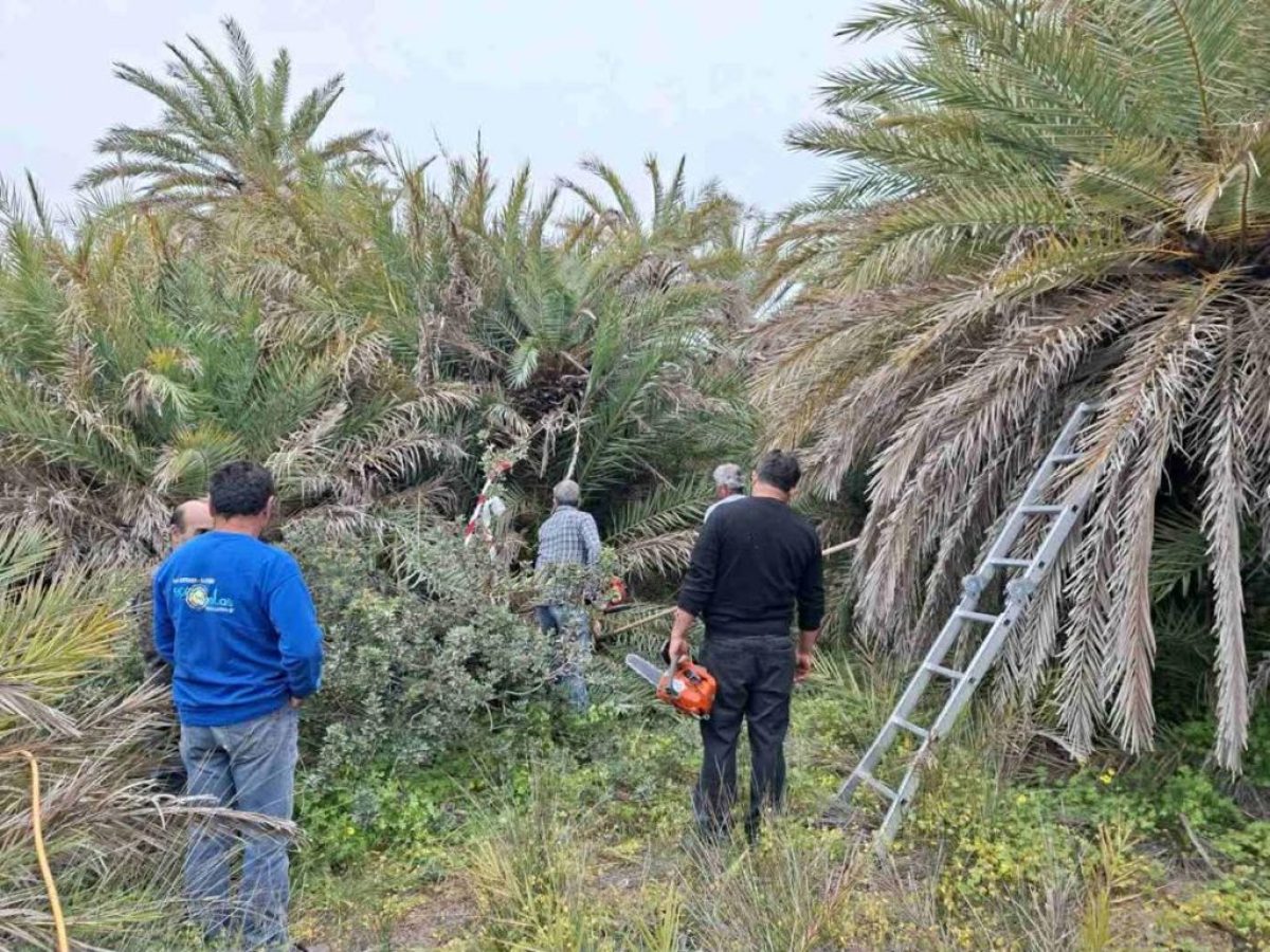 Φοινικόδασος Βάι: Ανησυχία για το κόκκινο σκαθάρι – Εντατικοί έλεγχοι και ψεκασμοί
