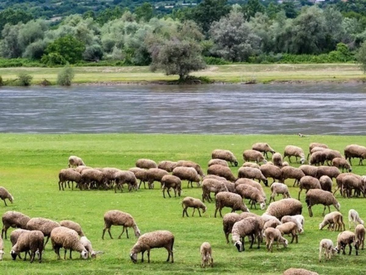 Φωτεινιάς: “Θα κλάψει όλη η Ελλάδα αν έρθει ο αφθώδης πυρετός στον Έβρο. Ζητήσαμε μέτρα απ’ τον Περιφερειάρχη”
