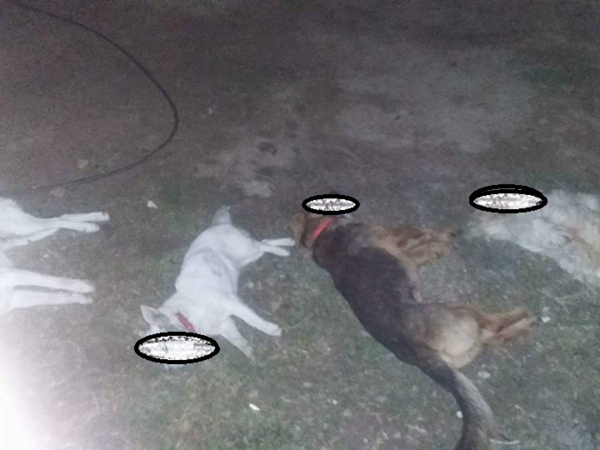 Φρίκη σε χωριό της Δυτικής Αχαΐας: Δηλητηρίασαν σκυλιά σε αυλή σπιτιού! Έκκληση από τους ιδιοκτήτες τους να εντοπιστούν οι δράστες – ΦΩΤΟ