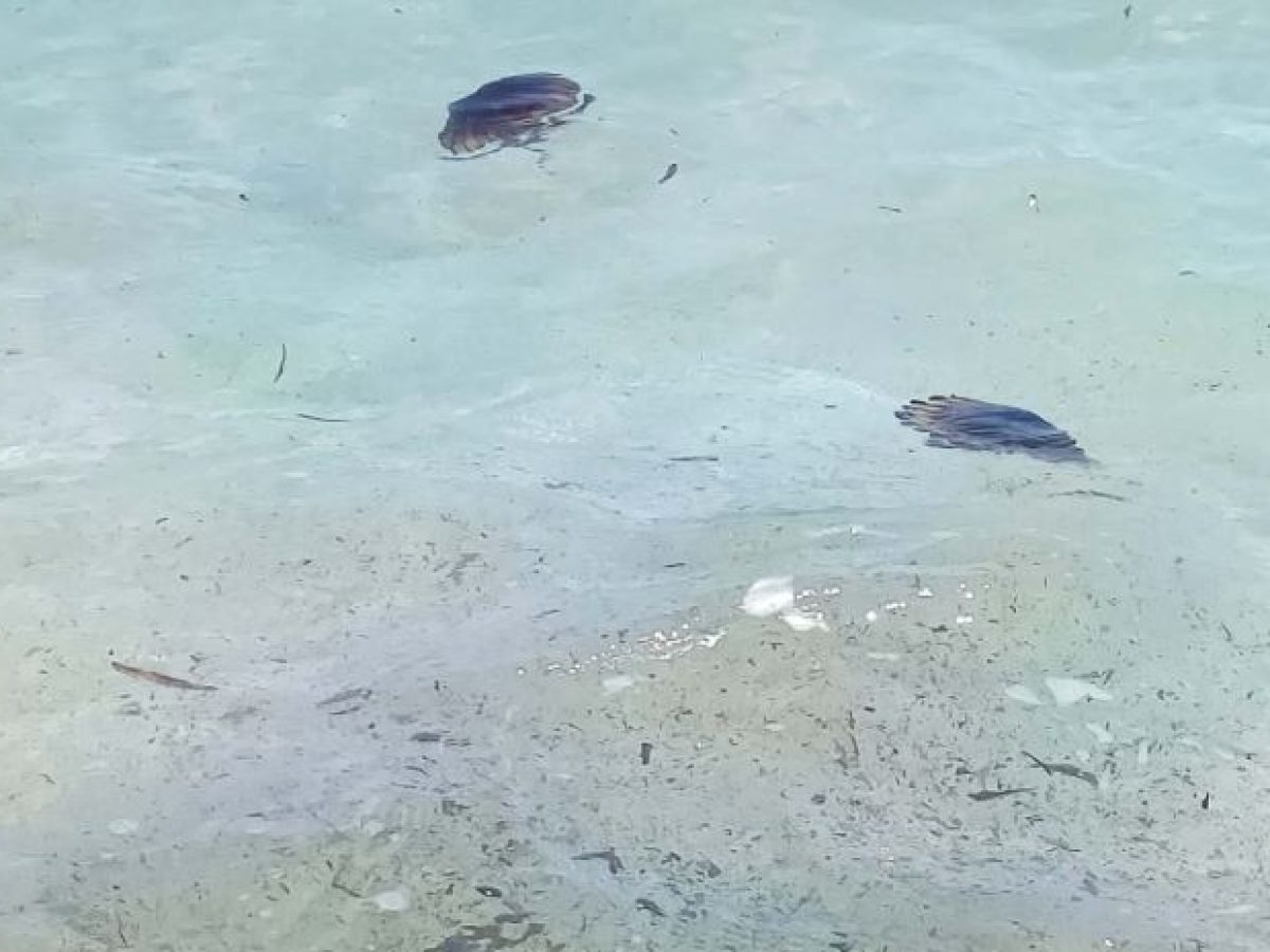 Γεμάτη μέδουσες η θάλασσα στο Ζούμπερι (φωτογραφίες)