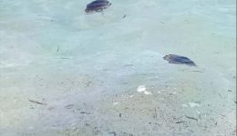 gemati-medouses-i-thalassa-sto