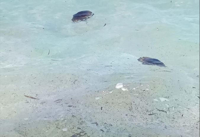 gemati-medouses-i-thalassa-sto